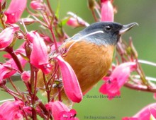 Cinnamon-bellied Flowerpiercer