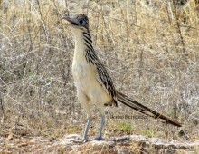 Lesser Roadrunner