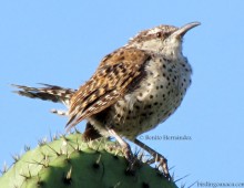 Boucard’s Wren