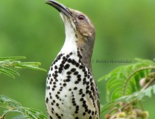 Ocellated Thrasher