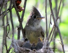 Pileated Flycatcher