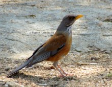 Rufous-backed Thrush
