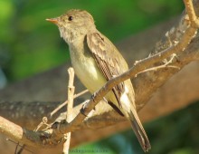 White-throated Flycatcher