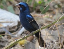 Blue Bunting