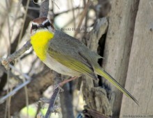 Rufous-capped Warbler