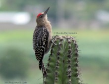 Grey-breasted Woodpecker