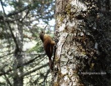 Strong-billed Woodcreeper