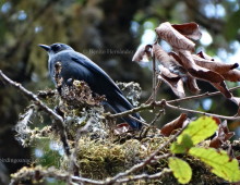Dwarf Jay