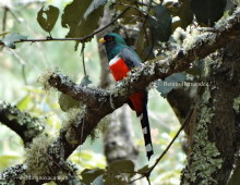 Mountain Trogon