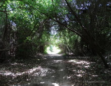 Sendero Guanacastle