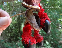 Pithecellobium Lanceolatum