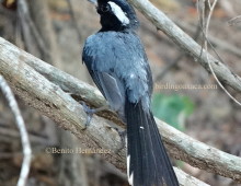 Red-breasted Chat