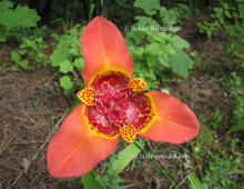 Tigridia pavonia