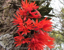 Endemic Dwarf Orchid