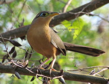Lesser Ground Cuckoo