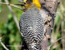 Golden-cheeked Woodpecker