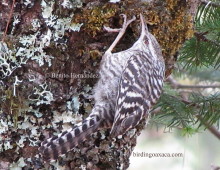 Gray-barred Wren