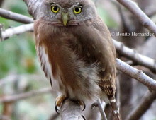 Colima Pygmy Owl