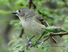 Dwarf vireo