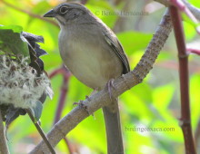 Oaxaca sparrow